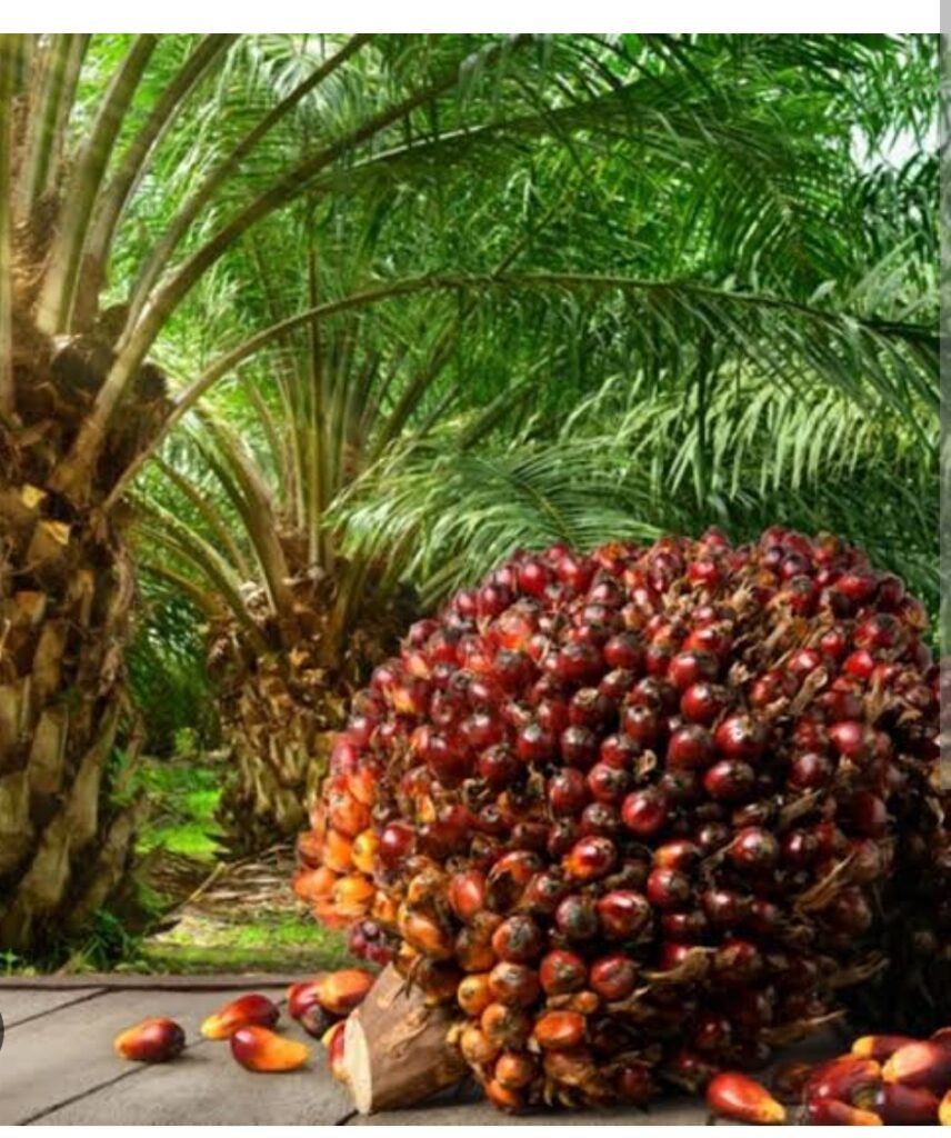 screenshot 2026 01 21 13 09 39 981 com.android.chrome edit